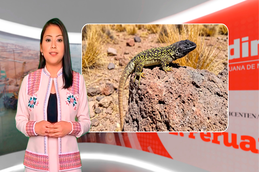 Video Andina